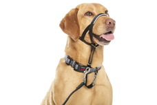 Head Collars and Muzzles