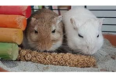 Gerbil Food