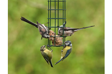 Wild Bird Tables and Feeders