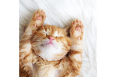 Kitten Beds