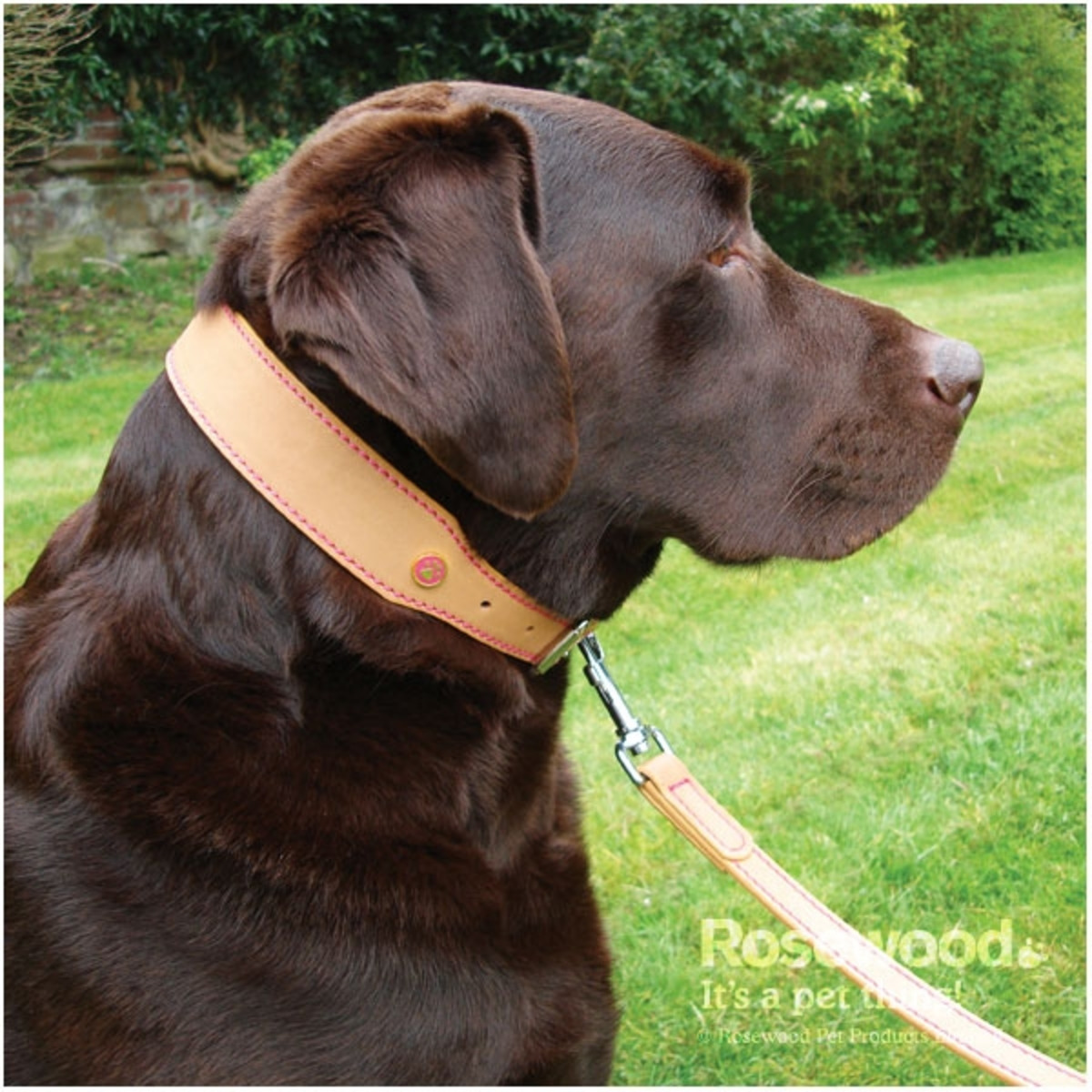 Tan Rosewood Luxury Leather Dog Collar