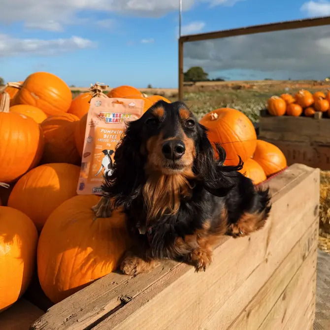 Freeze Dried Pumpkin Bites 35g
