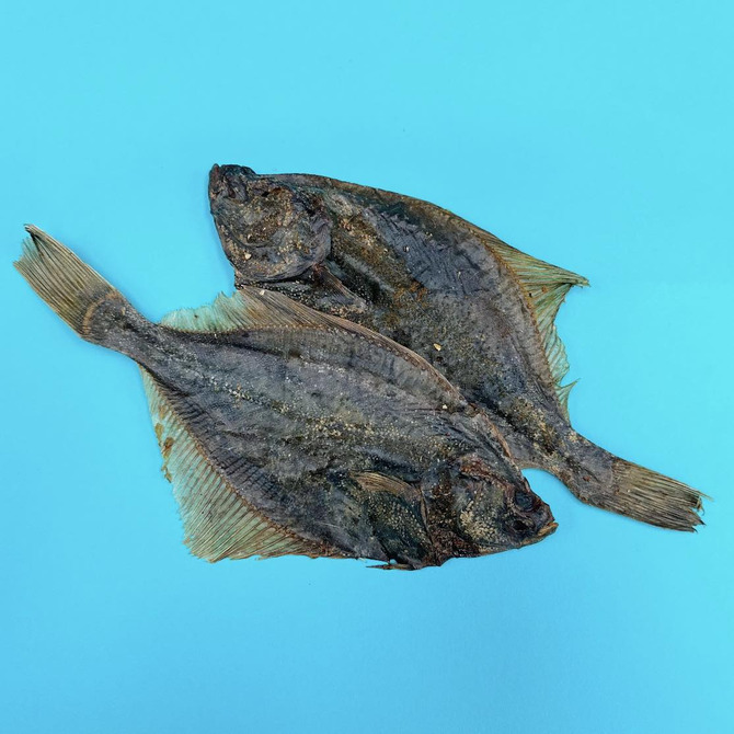 Flounder Fish - Single