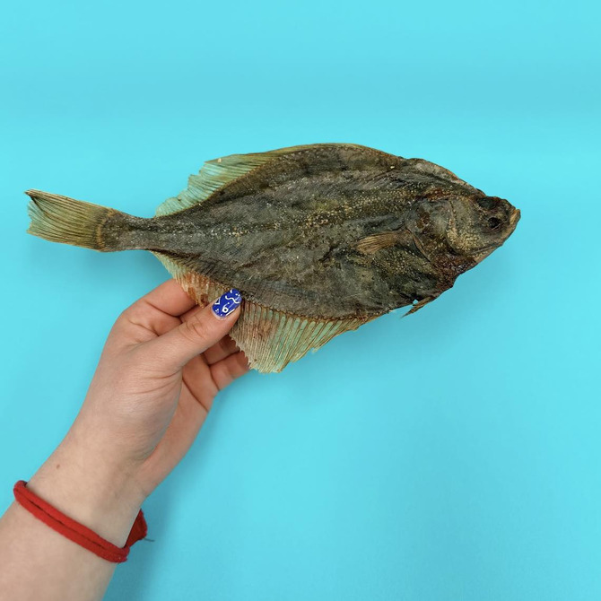 Flounder Fish - Single