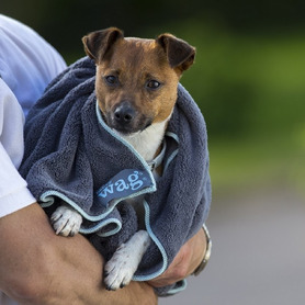 Henry Wag Microfibre Towel Large 100 x 70cm