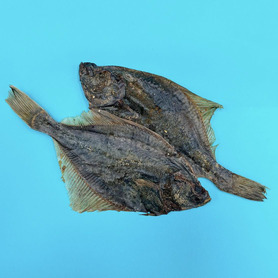 Flounder Fish - Single