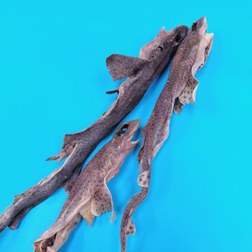 Whole Dried Dog Fish x1