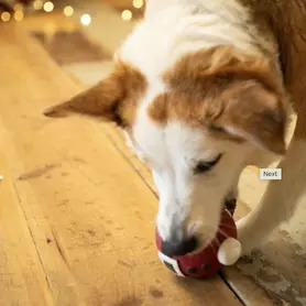 PetFace - Claus The Latex Christmas Bauble Dog Toy