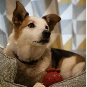 PetFace - Carrie Cranberry Latex Christmas Dog Toy