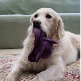 PetFace - Ruby Red Cabbage Plush Dog Toy