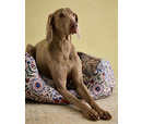 Joules Festival Floral Box Bed