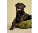 Joules Chesterfield Pet Bed Khaki Large