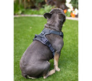 Rosewood Reflective Dog Harness Black