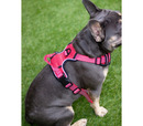 Rosewood Reflective Dog Harness Red