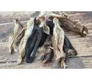 Hairy Goat Ear - Single