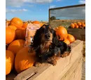 Just 'Ere Fot Treats - Freeze Dried Pumpkin Bites 35g