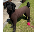 Hotter Dog T-Shirt Suit 