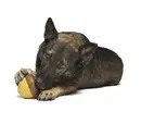 Bark - Acornucopia Dog Toy