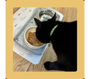 Axel's Elixir Cat - Turkey Happy Bones, Bone Broth (12 x 20g)