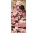 *10% OFF* KONG Low Stuff Stripes Pig Medium - Damaged