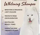 Pet Head Berry Bright Shampoo 300ml