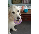 PetFace - Iced Ring Biscuit