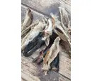 Hairy Goat Ear - Single