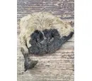 Anco Hairy Lamb Snout