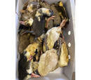 Kiezebrink Duckling Medium (100-200g) Single
