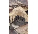 Anco Hairy Lamb Snout