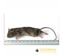 Kiezebrink Large Mouse (22-30gm) Pack 25