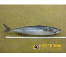 Kiezebrink Mackerel (1kg)