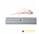 Kiezebrink Mouse Fluffs Pack 25 