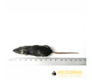 Kiezebrink CB Regular Mouse (16-25g) 10 Pack