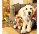 PetFace - Cassie Curly Christmas Teddy Plush Dog Toy 