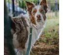 Twiggy Tags Tidal Waterproof Lead - Fern