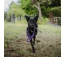 Twiggy Tags Tidal Waterproof Lead - Amethyst