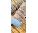 *10% OFF* KONG Shakers Crumples Elephant XL - Damaged