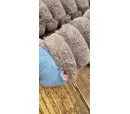 *10% OFF* KONG Shakers Crumples Elephant XL - Damaged