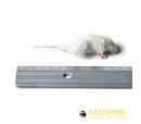 Kiezebrink Small Mouse (8-15gm) Pack 25